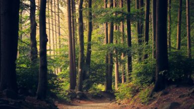 Al Mizan Forest Programme — Pakistan Climate Partnership and Afforestation